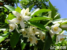 かんきつ公園の夏みかんの花