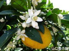 夏みかんの花