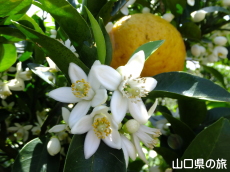 夏みかんの花
