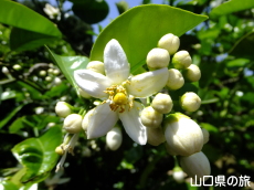 夏みかんの花