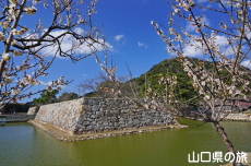 萩城跡の梅