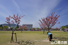 萩中央公園の長州緋桜
