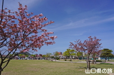 萩中央公園の長州緋桜