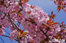 長州緋桜
