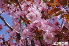 長州緋桜