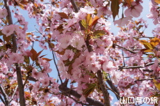 長州緋桜