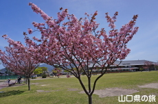 長州緋桜
