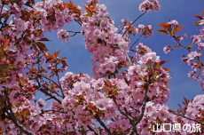 長州緋桜