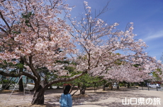 萩中央公園の桜