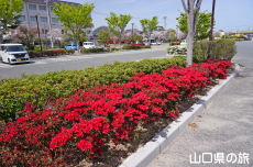 萩中央公園のつつじ