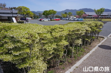 萩中央公園のドウダンツツジ