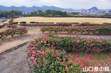 ���|�̑������̃J���c�o�L���[�h