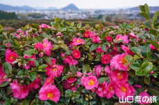 ���|�̑������̃J���c�o�L�Ǝw���R