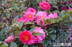 ���|�̑������̃J���c�o�L