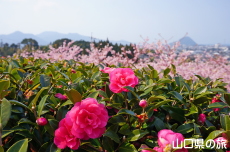 ���|�̑������̃J���c�o�L�Ɖ͒Í�