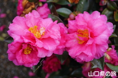 ���|�̑������̃J���c�o�L