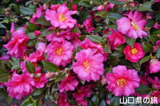 ���|�̑������̃J���c�o�L