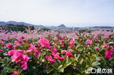 ���|�̑������̊���