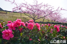 ���|�̑������̊���