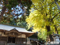 椿八幡宮のイチョウ