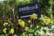 墓所のツワブキ