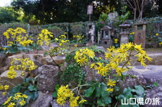 墓所のツワブキ