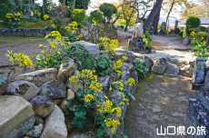 墓所のツワブキ