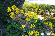 墓所のツワブキ