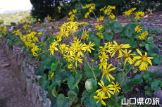 墓所のツワブキ