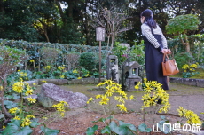 墓所のツワブキ