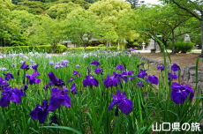 指月公園の花菖蒲