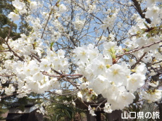 �w�������̃~�h�����V�m