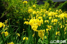 �~�����̃L�V���E�u