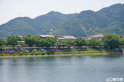 橋本川の紫陽花