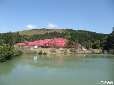 菅無田公園のキリシマツツジ