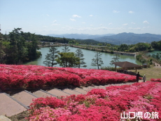 菅無田公園のキリシマツツジ