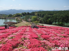 菅無田公園のキリシマツツジ