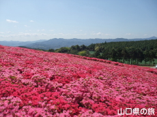 菅無田公園のキリシマツツジ