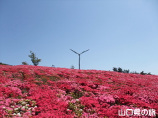 菅無田公園のキリシマツツジ