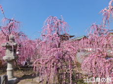 �h�{�V���{�̎}����~