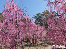 �h�{�V���{�̎}����~