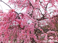 �h�{�V���{�̎}����~