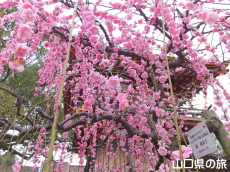 �h�{�V���{�̎}����~