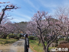 �h�{�V���{�̔~