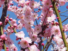 �h�{�V���{�̔~