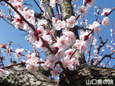 �h�{�V���{�̔~