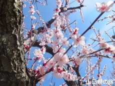 �h�{�V���{�̔~