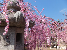 �h�{�V���{�̎}����~