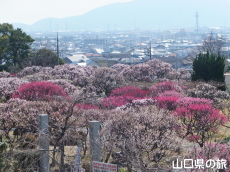 �h�{�V���{�̔~