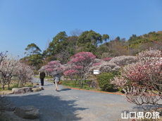 �h�{�V���{�̔~